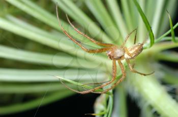 Royalty Free Photo of a Spider on a Plant