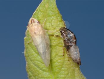 Royalty Free Photo of a Cicada on a Leaf With the Old Skin Beside It