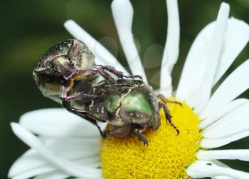 Royalty Free Photo of Mating Rose Chafer (Cetonia aurata) Bugs on a Flower.
