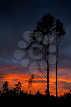 Royalty Free Photo of a Vivid Sunset Behind Trees