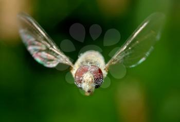 Royalty Free Photo of a Fly in Flight