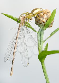 Royalty Free Photo of a Spider Dolomedes Fimbriatus and Dragonfly Lestes Dryas