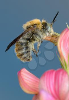 Royalty Free Photo of a Bee on a Flower Petal