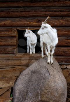 Royalty Free Photo of White Goat and Kid Standing on a Stone By a Wooden Shed