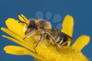 Royalty Free Photo of a Bee on a Yellow Flower