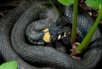 Royalty Free Photo of a Snake Curled in the Grass