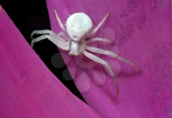 Royalty Free Photo of a White Spider on a Pink Petal
