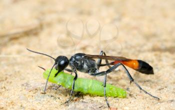 Royalty Free Photo of a Wasp With a Paralyzed Caterpillar