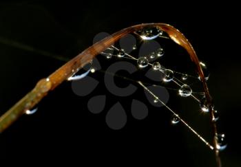 Royalty Free Photo of Dewdrops on a Web