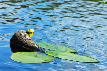 Royalty Free Photo of a Log and Lily Pads in the Water