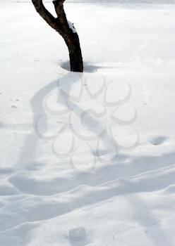 Royalty Free Photo of a Trunk in the Snow