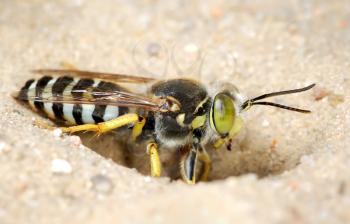 Royalty Free Photo of a Wasp in the Sand