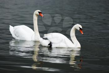 Royalty Free Photo of Two Swans Floating Down a River or Pond