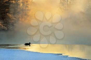 Royalty Free Photo of a Duck on a Thawing Lake in the Morning Fog
