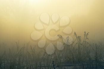 Royalty Free Photo of a Foggy Morning