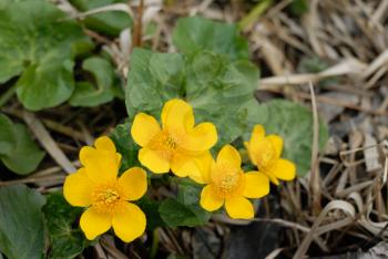 Royalty Free Photo of a Marsh Marigold (Caltha Palustris) in Spring