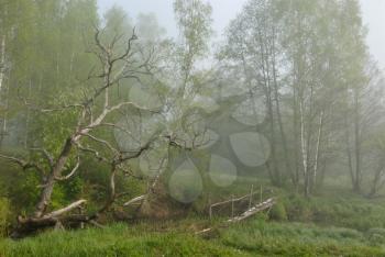 Royalty Free Photo of a Foggy Day in a Wooded Area