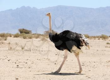 African ostrich in the reserve Hai-Bar Yotvata in southern Israel.
