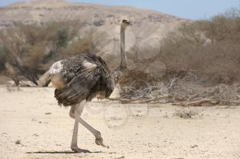 African ostrich in the reserve Hai-Bar Yotvata in southern Israel.