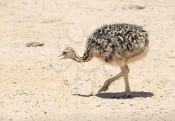 African ostrich chick in the reserve Hai-Bar Yotvata in southern Israel.
