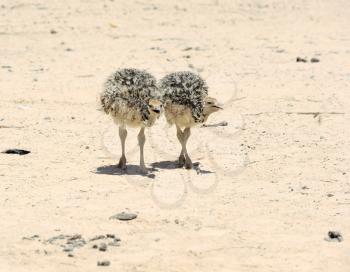 Two african ostrich chick in the reserve Hai-Bar Yotvata in southern Israel.