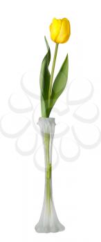 Yellow tulip flower in a narrow glass vase, isolated