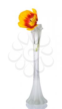 Yellow tulip flower in a narrow glass vase, isolated