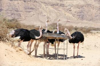 African ostrich feeding in the reserve Hai-Bar Yotvata in southern Israel.