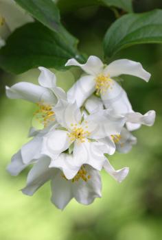 White Mock-Orange flowers in early summer close-up