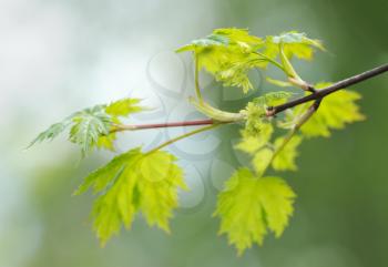 Young leaves and flowers on a maple branch