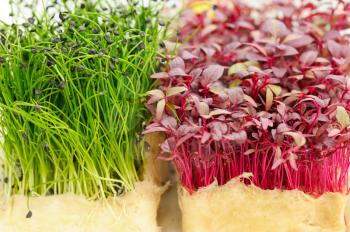 Cress varieties scarlet and rock chives on artificial substrate, close-up