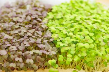 Cress varieties red mustard on artificial substrate, close-up