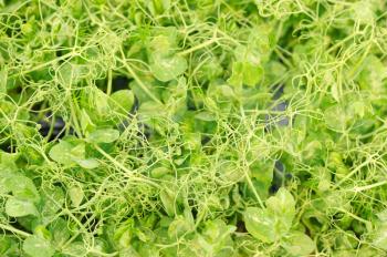 Cress varieties affilla on artificial substrate, close-up