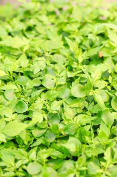 Cress varieties tahoon on artificial substrate, close-up
