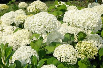 Large white blossoms of hydrangea in the park