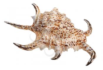 shell with long spikes, isolated on white background 