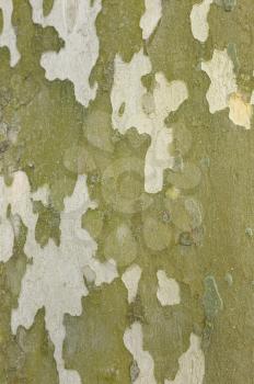 Natural decorative pattern - surface of Platanus bark