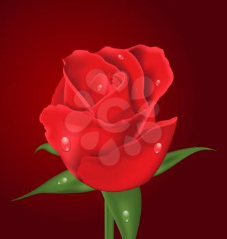 Illustration close-up beautiful realistic rose on red background - vector