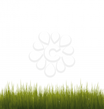 Illustration green grass isolated on white background - vector