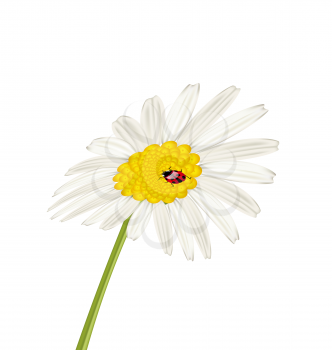 Illustration closeup camomile flower with ladybug isolated on white background - vector