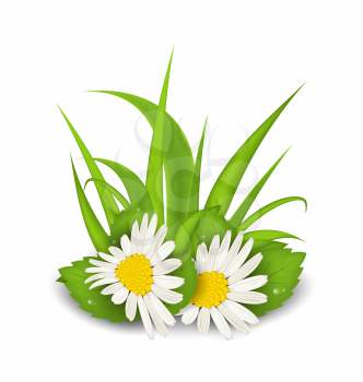 Illustration camomile flowers with grass on white background - vector
