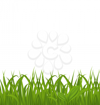 Illustration fresh green grass isolated on white background, space for your text - vector