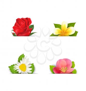 Illustration beautiful flowers (rose, quince; frangipani), copy space for your text - vector