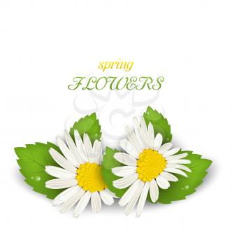 Illustration Camomile Flowers with Shadows on White Background. Spring Flowers - Vector