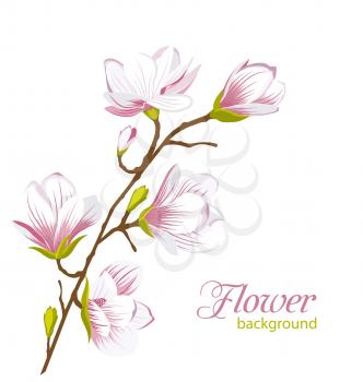 Illustration Beautiful Magnolia Branch, Exotic Flowers. Summer and Spring Floral Background - Vector