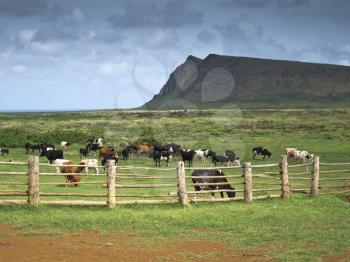 Cows eating grass behind the fence, Easter Island