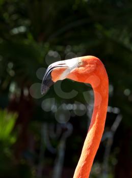 Pink flamingo closeup