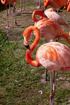 A group of pink flamingos