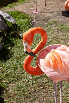 Pink flamingo posing