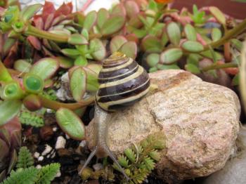 Freshwater garden snail slug slowly crawls on the rock closeup